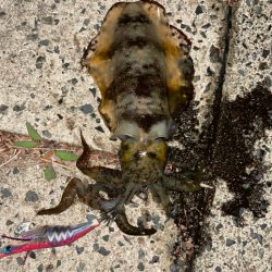 ナイトエギング