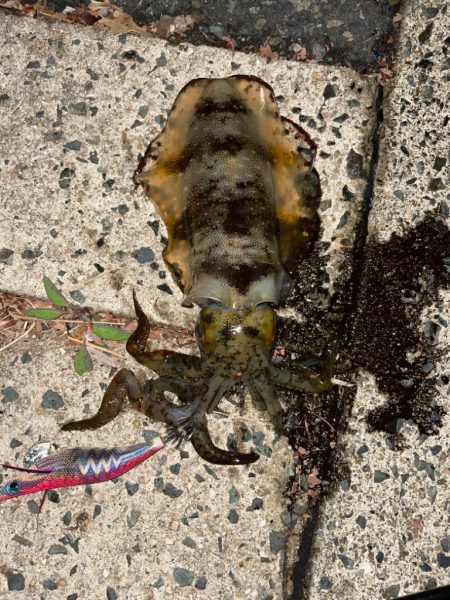 ナイトエギング