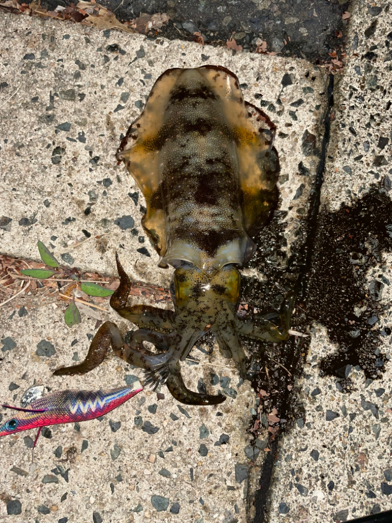 ナイトエギング