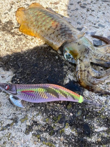 秋の隠岐エギング！