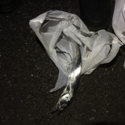 太刀魚がジブい！