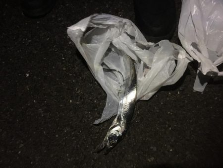 太刀魚がジブい！