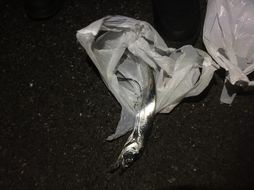 太刀魚がジブい！