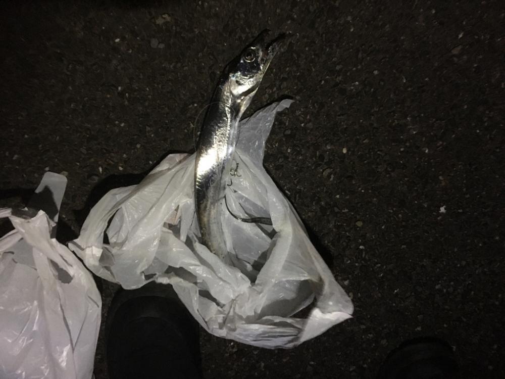 太刀魚がジブい！