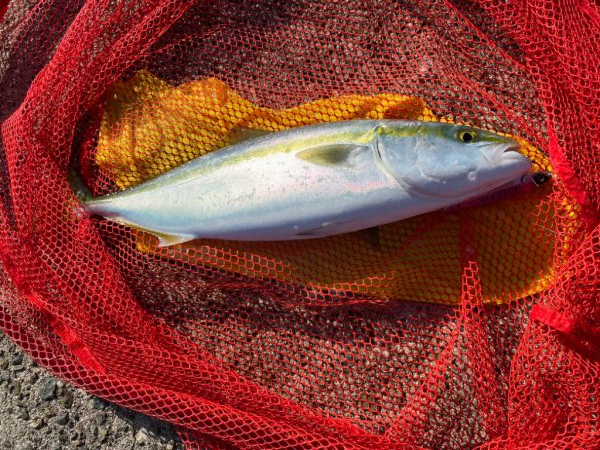 ショアジギング　ハマチ