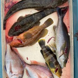 ナイスなイサキ