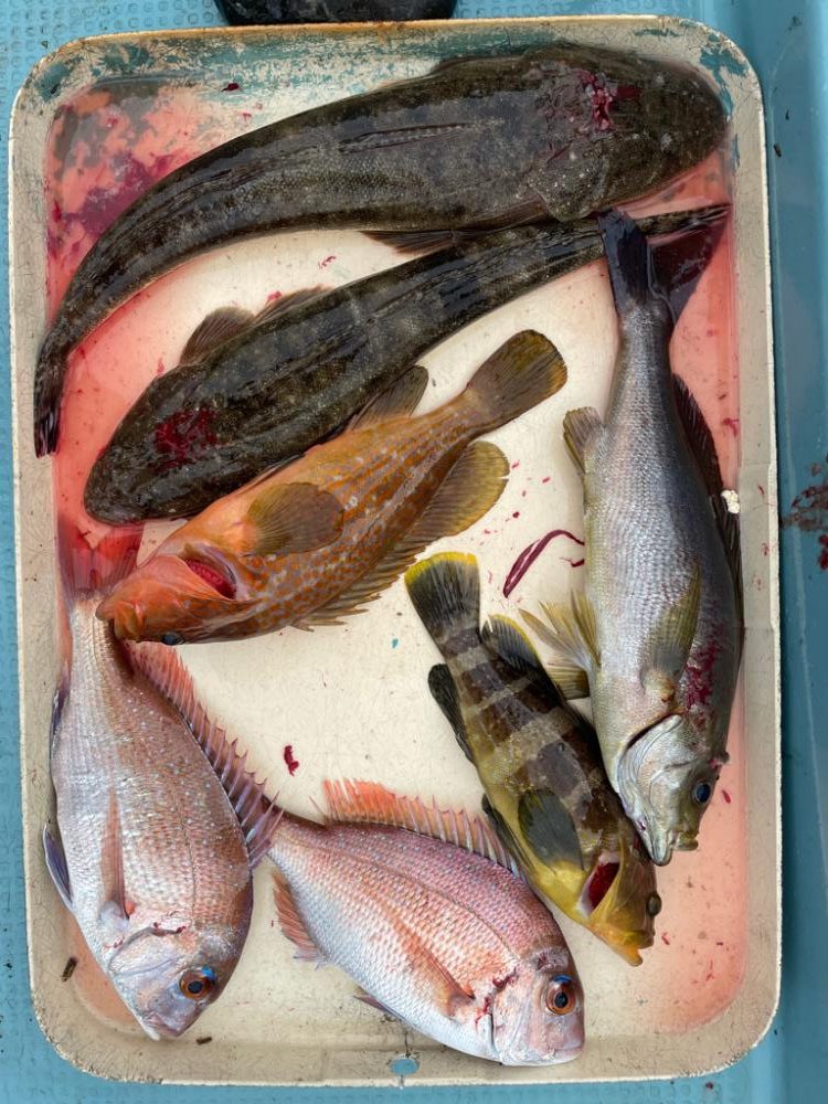 ナイスなイサキ