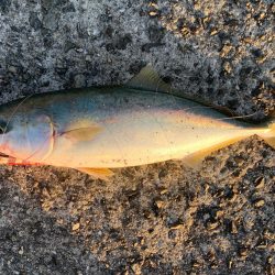 ショアジギング