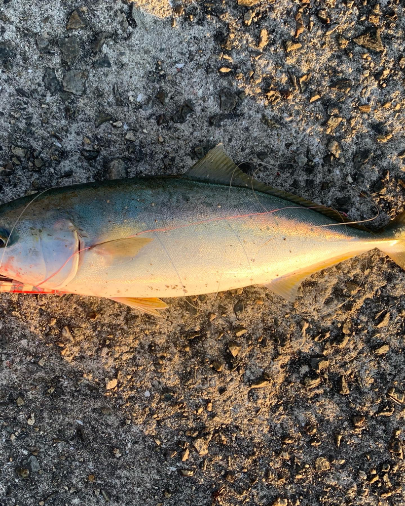 ショアジギング