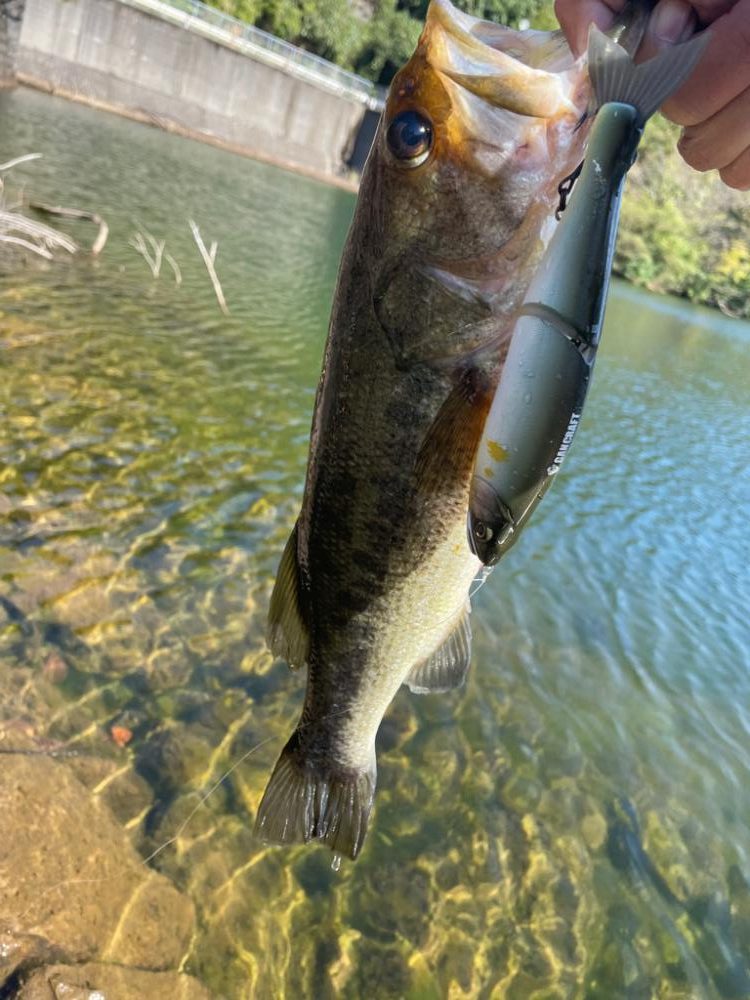 ビッグベイトの季節