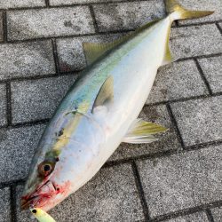 湾奥コスモ激混み。メジロ64センチ。。