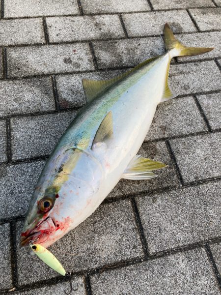 湾奥コスモ激混み。メジロ64センチ。。