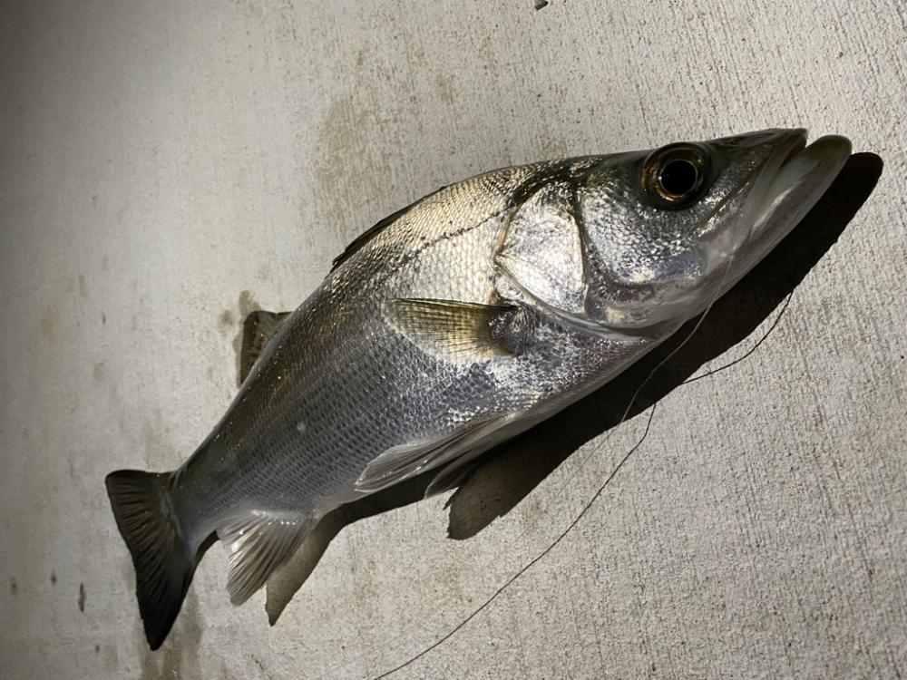 のませ釣り