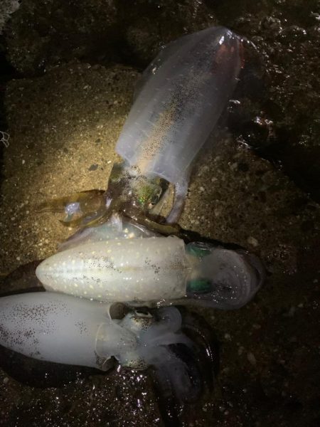 久しぶりのエギング