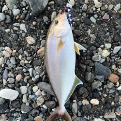 久しぶりのショアジギ