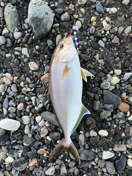 久しぶりのショアジギ