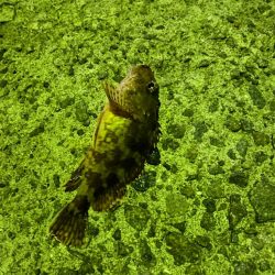 アジングにてガシラ