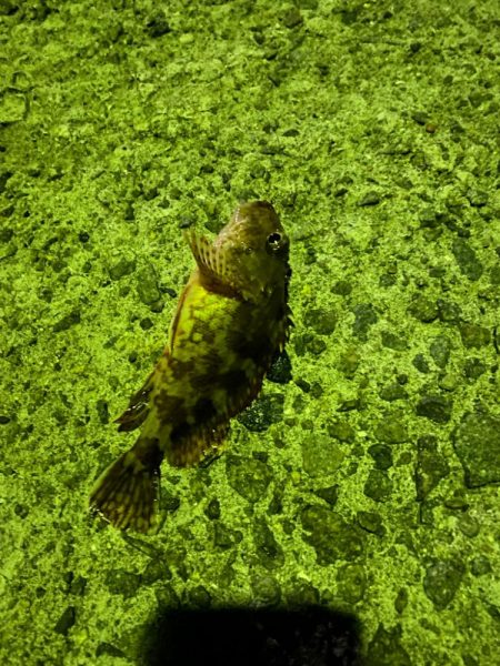 アジングにてガシラ