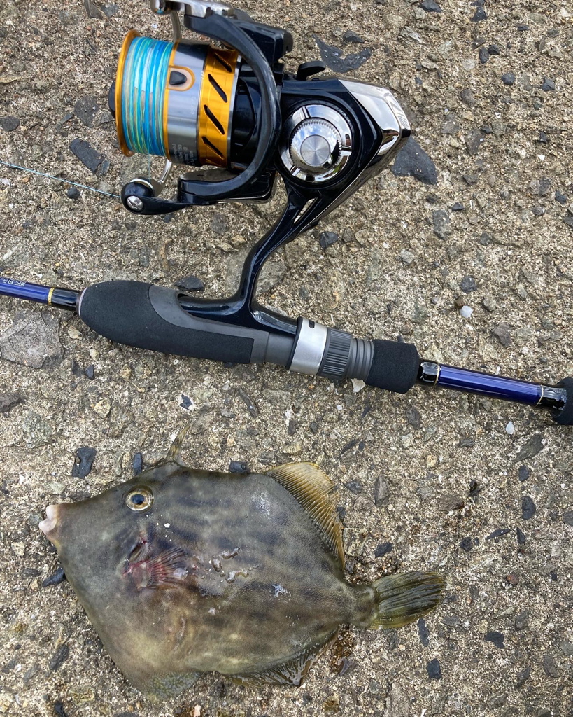 ⭐︎ハギリング