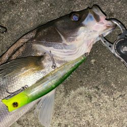 やっぱり影武者釣れる