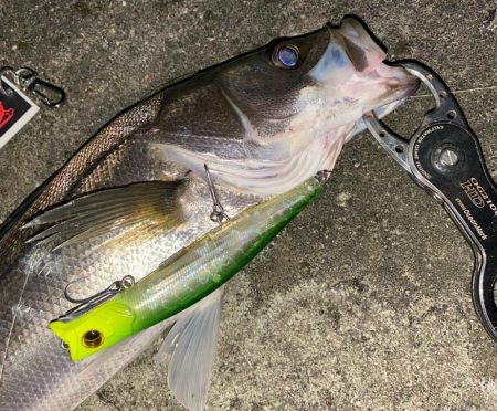 やっぱり影武者釣れる