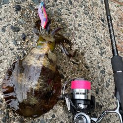 土日のエギング