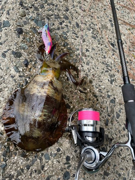 土日のエギング