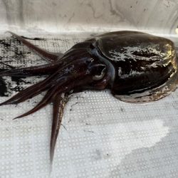 今季初のモンゴウイカ