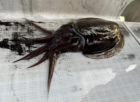 今季初のモンゴウイカ