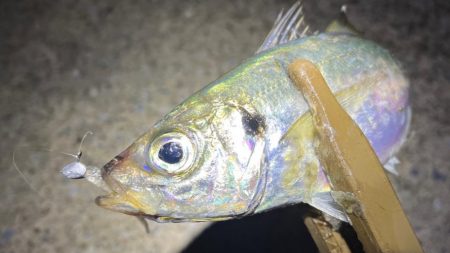 小さな潮の流れを