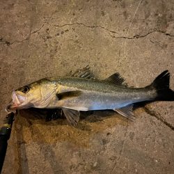 ベイトはアミ？