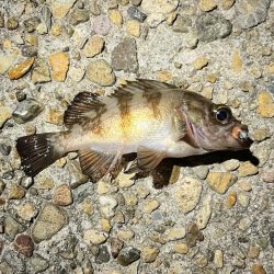 ナイト＊ライトゲーム