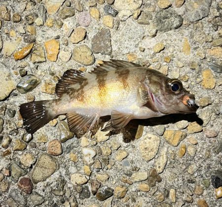 ナイト＊ライトゲーム