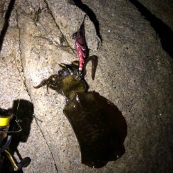 絶好調！朝活エギング