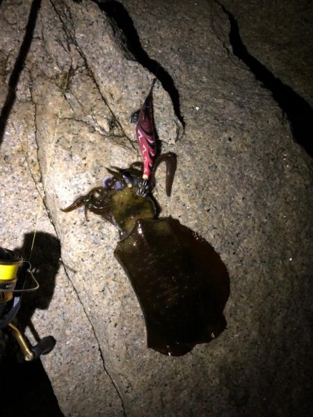 絶好調！朝活エギング