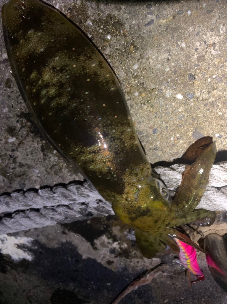 いいサイズ釣れました。