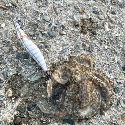 アジングの合間に