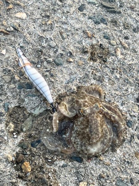 アジングの合間に