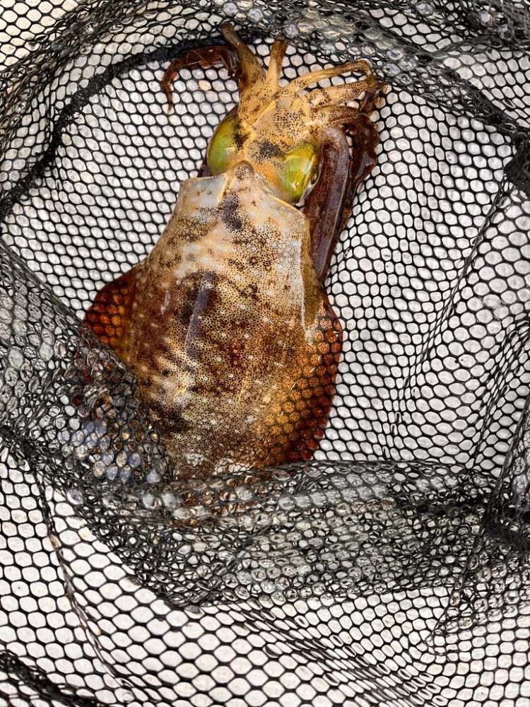 バラしてばかり、イカ、ハゲリレー