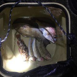 いろんな魚が釣れました！