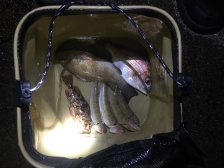 いろんな魚が釣れました！