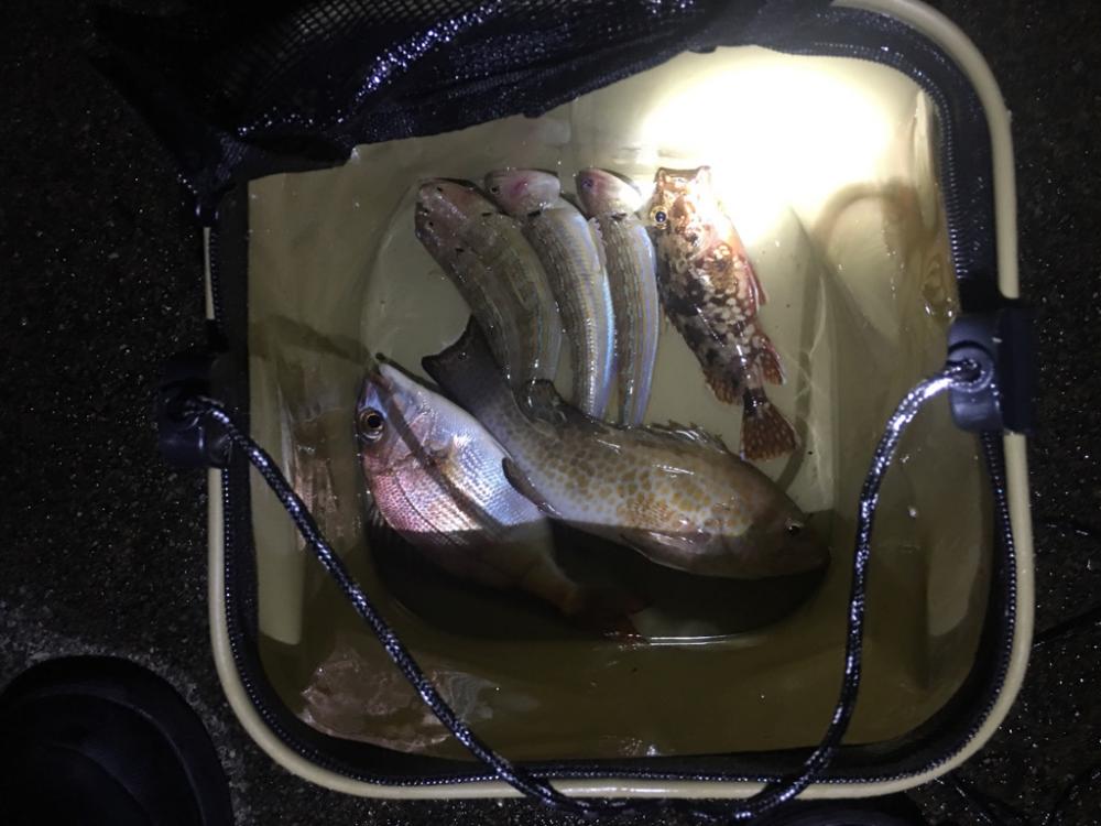 いろんな魚が釣れました！