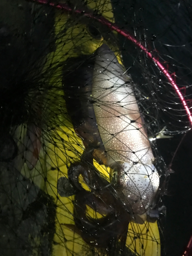 アオアオリーいかは裏切らない!