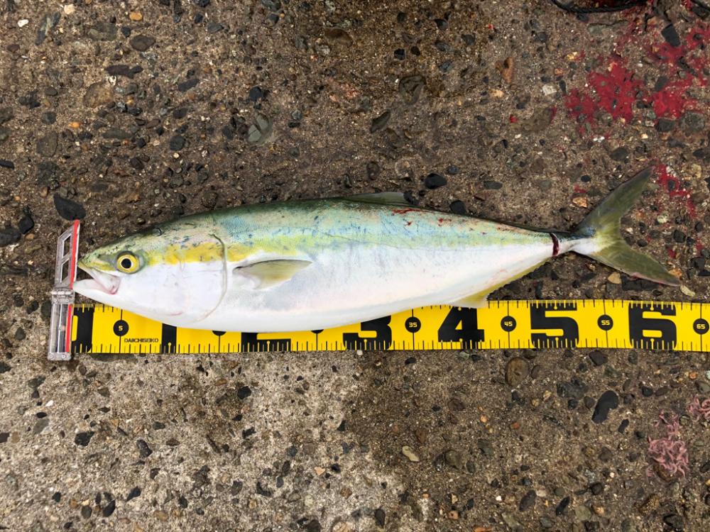 リベンジマッチ！