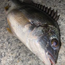 ヘチってきました