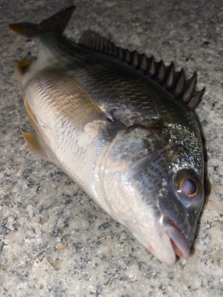 ヘチってきました