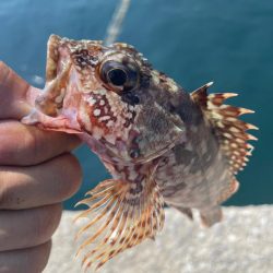 天草秋の根魚祭り