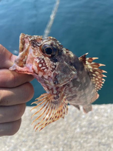 天草秋の根魚祭り