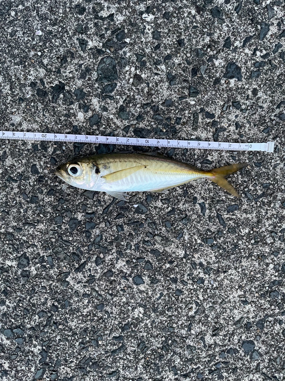 アジング？チニング？