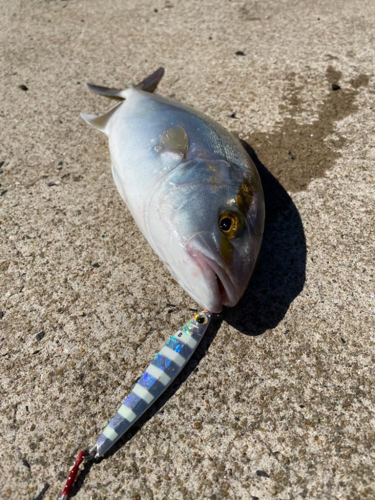 ライトショアジギング